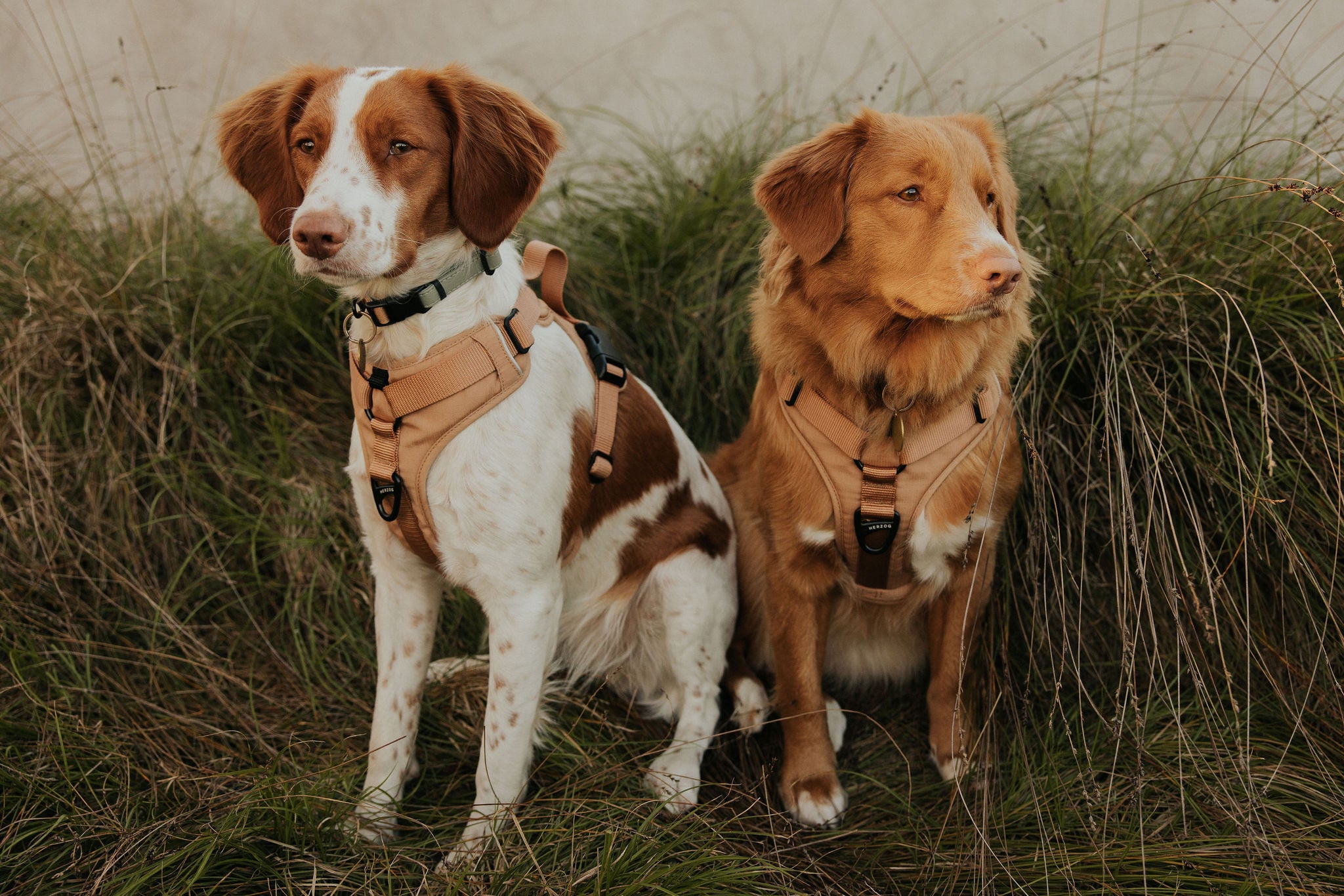 Recycled Ripstop Dog Harness