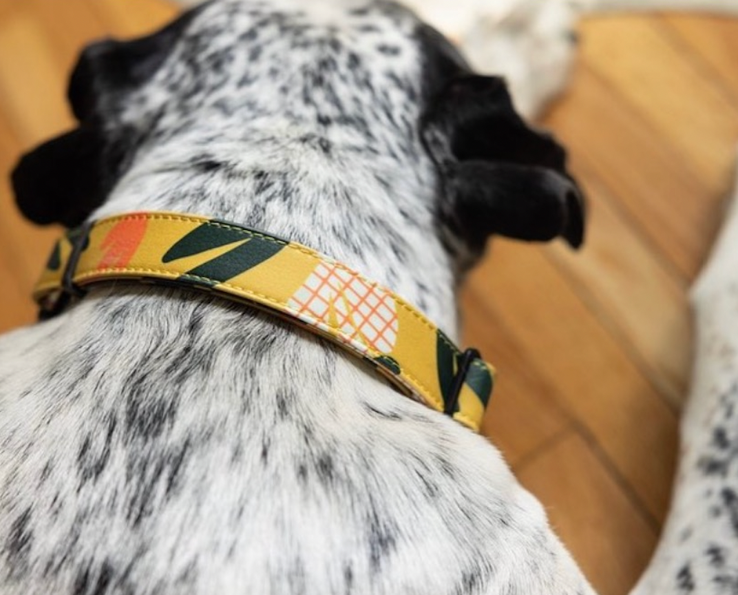 WORLEY: Artist Series Collar