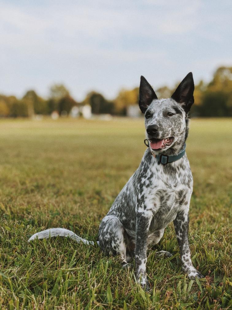 Blue shop heeler collar