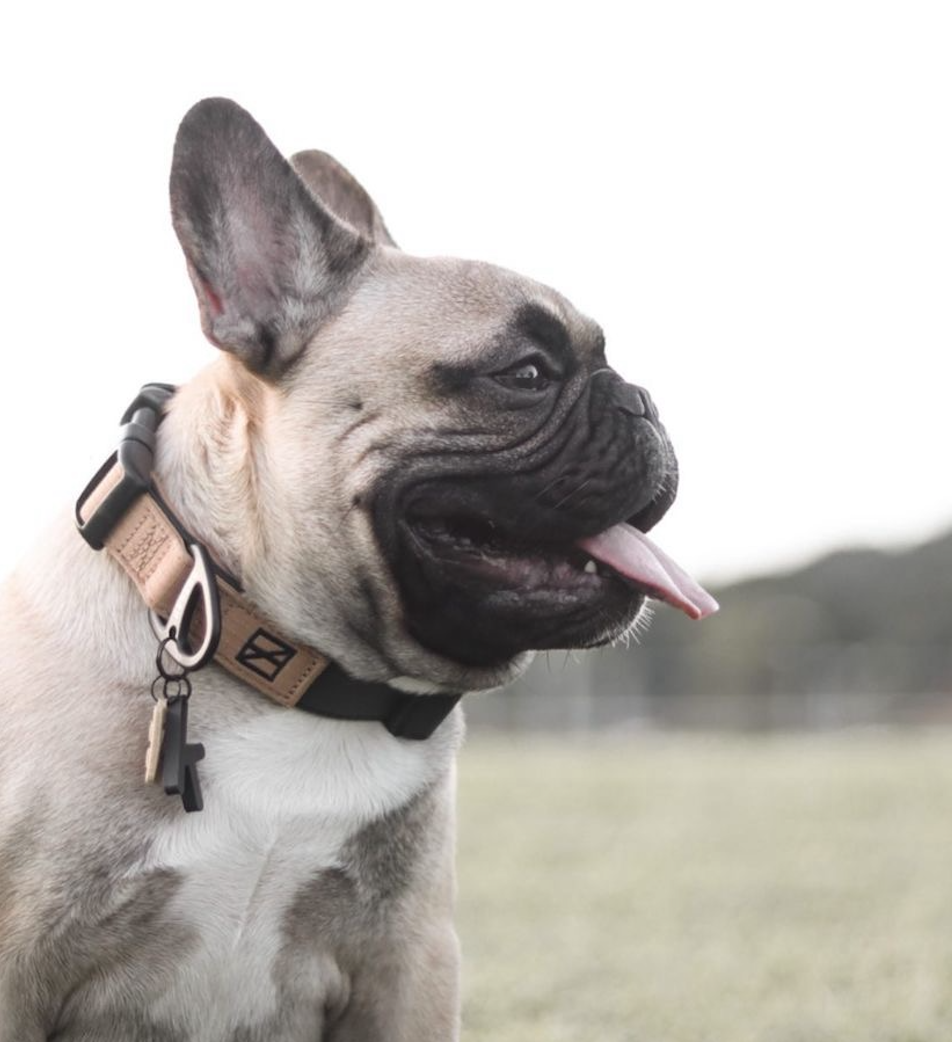 Herzog dog deals collar