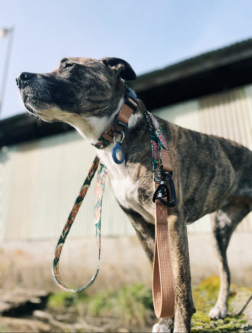 NOOM: Artist Series Leash