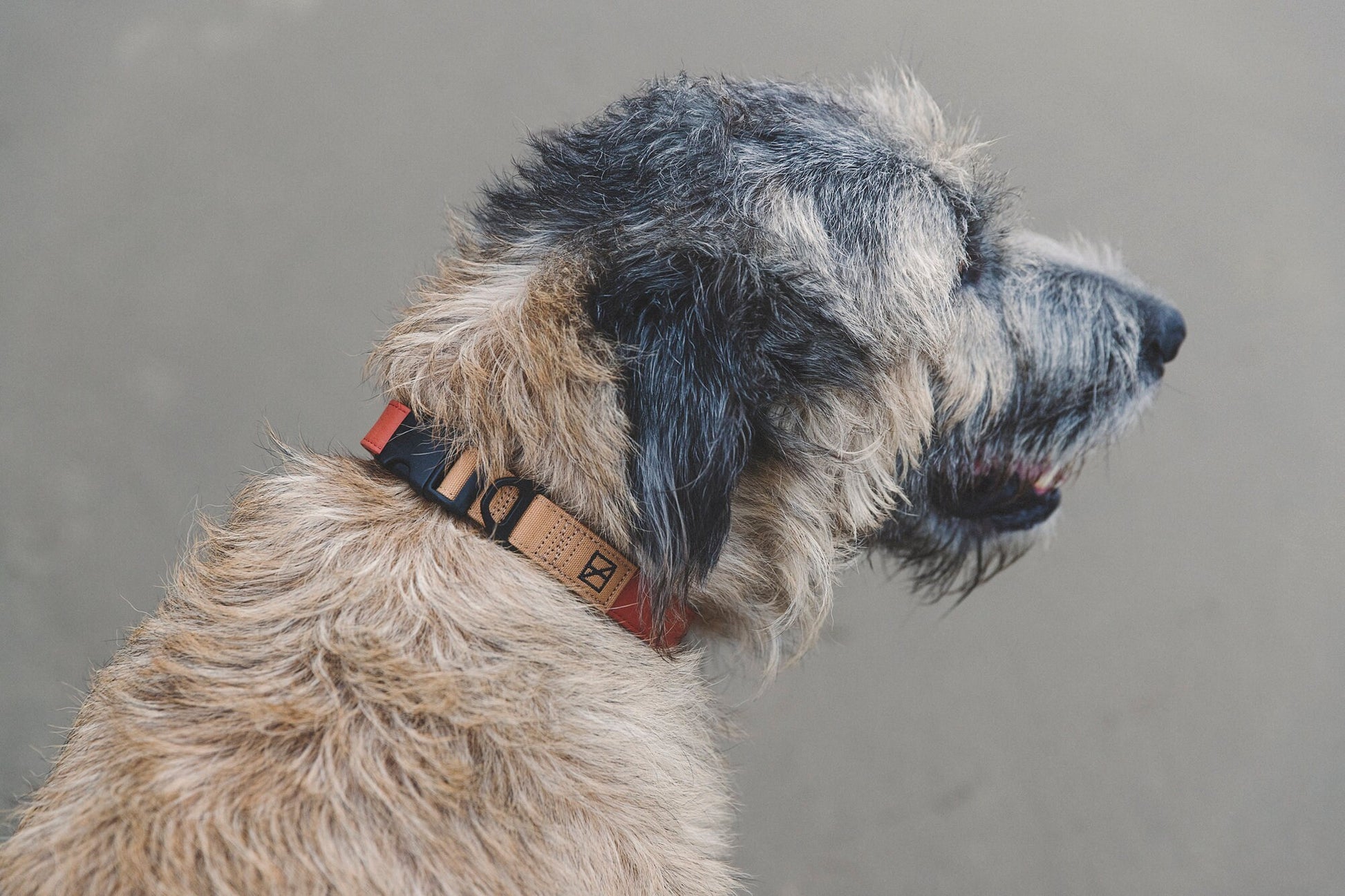Terracotta Waterproof Dog Collar  Odor-Proof & Weather Resistant – Lucy &  Co.